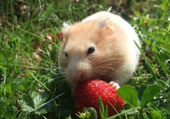 Apa yang Dimakan Hamster?