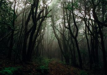 Apa Fungsi Kawasan Hutan?