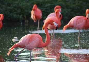 Panjang dan Ramping, Apakah Kaki Flamingo Kuat?