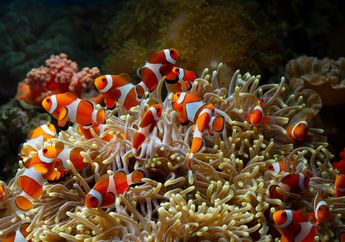Ternyata 'Tarian' Ikan Badut Turut Membantu Pertumbuhan Anemon Laut
