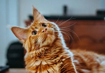 Apa Fungsi Kumis pada Kucing?