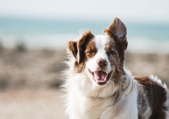 Seekor Anjing Berkeringat Melalui Bagian Tubuh yang Mana?