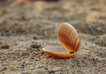 Apakah Kerang Dapat Berganti Cangkang?