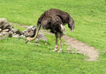 Burung Apa yang Terbesar di Dunia?