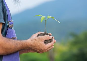 Apa yang Terjadi Jika Tidak Menanam Pohon?