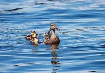 Bukan Hanya Satu, Ada Berapa Jenis Bebek di Dunia?