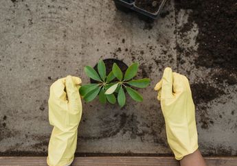 Apa yang Harus Dilakukan saat Menanam Pohon? Ini Tahapan Menanam Pohon