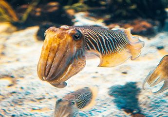 12 Contoh Adaptasi Tingkah Laku pada Hewan Darat dan Hewan Laut