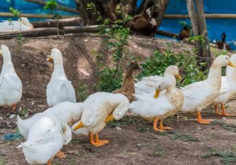 Apa Makanan Bebek?