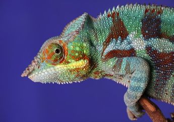 Bagaimana Cara Bunglon Mengganti Warna Tubuhnya?