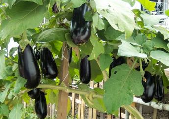 Mengapa Terong Disebut Eggplant?