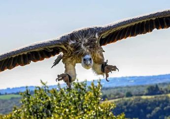 9 Contoh Burung Pemangsa, Mulai dari Alap-Alap, Elang, hingga Burung Kondor