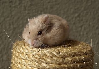 Apakah Hamster Bisa Dilatih?
