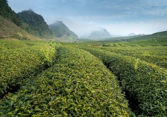 5 Contoh Keunggulan Sumber Daya Alam Hayati dari Negara Indonesia