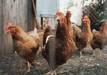 Jawab Soal Bahasa Inggris Kelas VIII Chapter 7, Describing Animal 'Chicken'