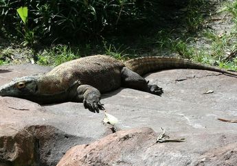 Berapa Kecepatan Lari Komodo?