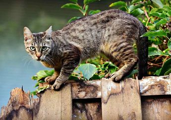 Kenapa Kucing Betah di Rumah Kita? Ini 5 Alasannya
