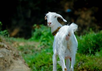 Seberapa Cepat Kambing Berlari?