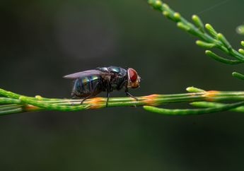 9 Filum atau Divisi Hewan Invertebrata