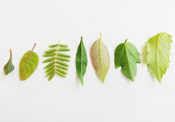 4 Perbedaan Daun pada Tumbuhan Monokotil dan Dikotil
