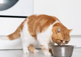 Terlihat Lucu Padahal Bahaya, Ini 4 Masalah Kesehatan pada Kucing Gemuk