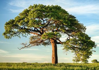 12 Contoh Tumbuhan Berbiji Terbuka atau Gymnospermae