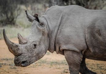 5 Fakta Menarik Badak, Hewan Besar Dengan Cula