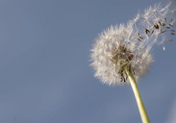 3 Fakta Dandelion, Bunga Berkelopak Unik