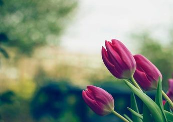 Punya Makna Khusus, Ini 5 Jenis Bunga yang Cantik dan Maknanya