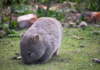 Seberapa Cepat Wombat Berlari?