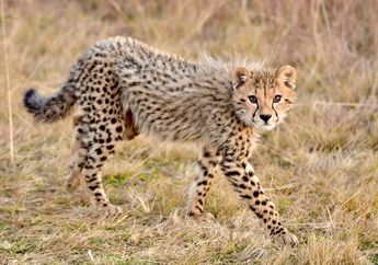 Apakah Cheetah Bisa Mengaum?