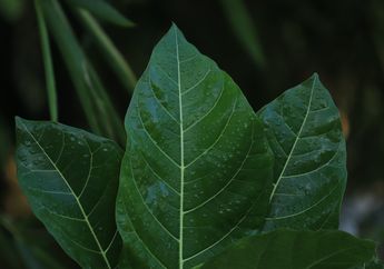 4 Jenis Daun Berdasarkan Bentuk Tulang Daun