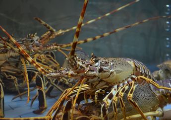 5 Fakta Menarik Lobster, Hewan Laut yang Punya Dua Perut di Tubuhnya