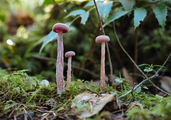 Jawab Soal Divisi Kingdom Fungi Deuteromycotina, Biologi Kelas X Bab V