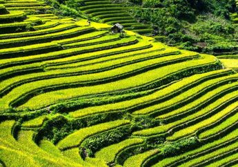 Mengenal 5 Negara yang Jadi Lumbung Padi di Asia Tenggara, Salah Satunya Indonesia