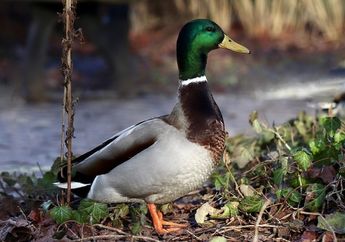 Apakah Itik Sama dengan Bebek?