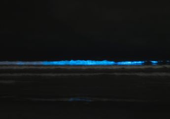 Fenomena Laut Bioluminesensi yang Menakjubkan, Apa Penyebabnya?