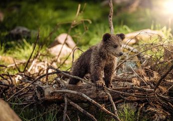 5 Jenis Hewan yang Melakukan Hibernasi