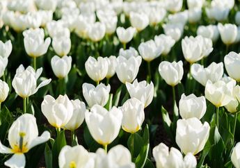 Mengapa Bunga Tulip Dijadikan sebagai Bunga Nasional Turki?