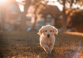 Mengapa Anjing Menggonggong saat Bertemu Orang Baru?