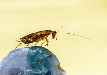 Jawab Soal Bahasa Inggris Kelas IX Chapter 9, Menulis Teks tentang Kecoak (Cockroach)