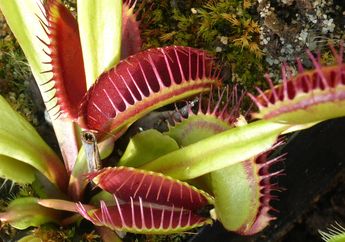 Jadi Tumbuhan Karnivora, Bagaimana Cara Venus Flytrap Memakan Serangga?