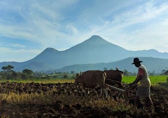 Ketentuan Tanam Paksa pada Pemerintahan Van den Bosch