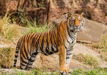 Jawab Soal Bahasa Inggris Kelas XI Chapter 6, Conversation about Endangered Animals - Harimau Sumatra