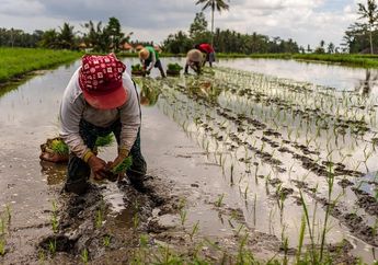 5 Jenis Tanaman Pangan Utama, Salah Satunya Kacang Tanah