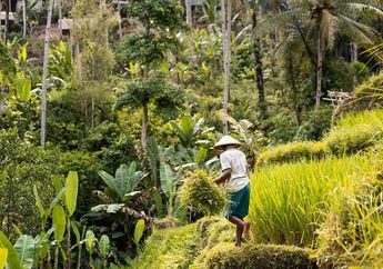Pelaksanaan Sistem Tanam Paksa pada Masa Belanda