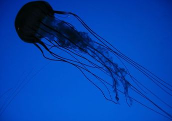 Apakah Hewan di Laut Ada yang Memiliki Bisa?