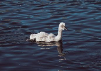 Jawab Soal Bahasa Inggris Buku Kurikulum Merdeka Kelas VIII Chapter 2, The Ugly Duckling's Feelings
