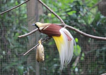 Mengenal Burung Cenderawasih, Burung yang Dijuluki Bird of Paradise