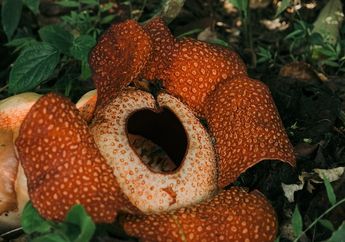 Jawab Soal Bahasa Inggris Kelas XI Chapter 6, Conversation about Endangered Flora - Rafflesia arnoldii
